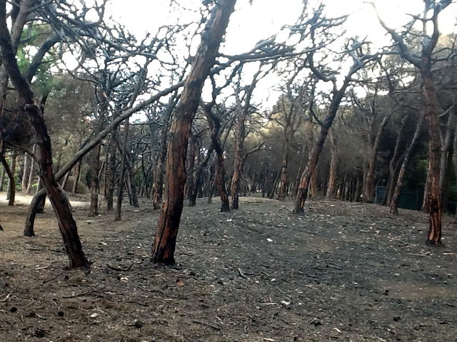 Part de la pineda de Llevant Mar (Gav Mar) desprs de ser cremada en dos incendis intencionats consecutius (22 Maig 2012)